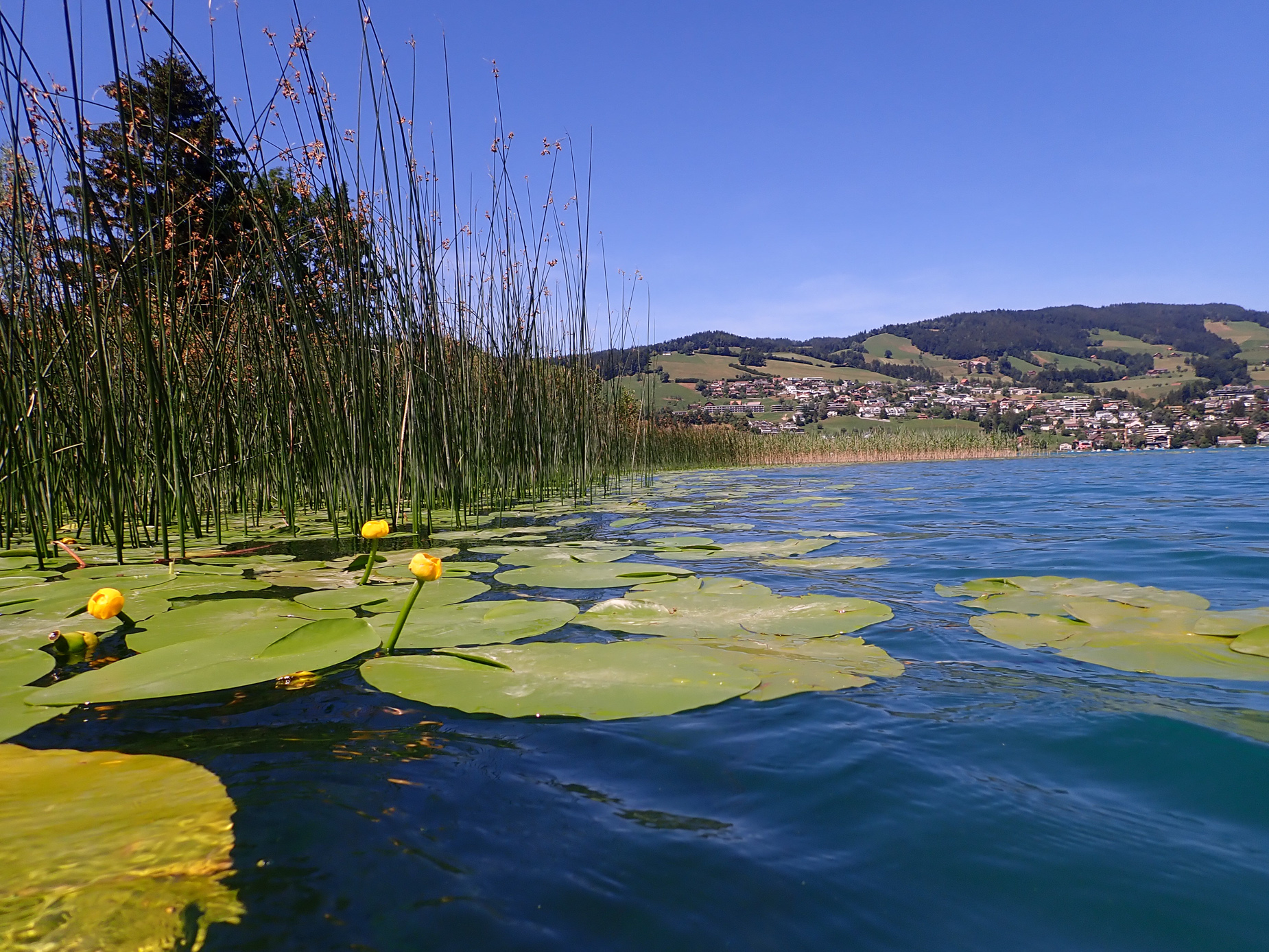 TBA WABA Schilfschutz