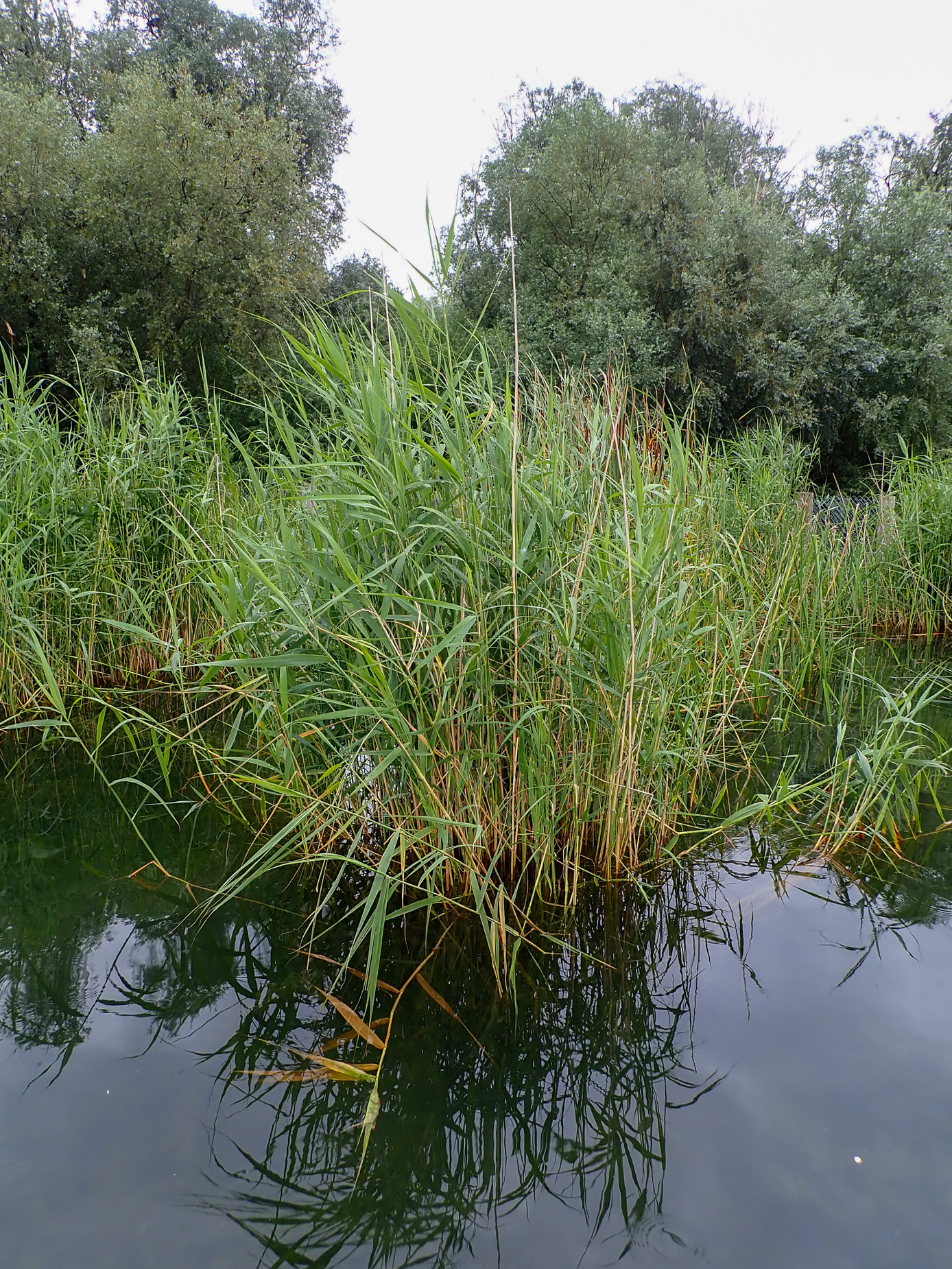 TBA WABA Schilfschutz