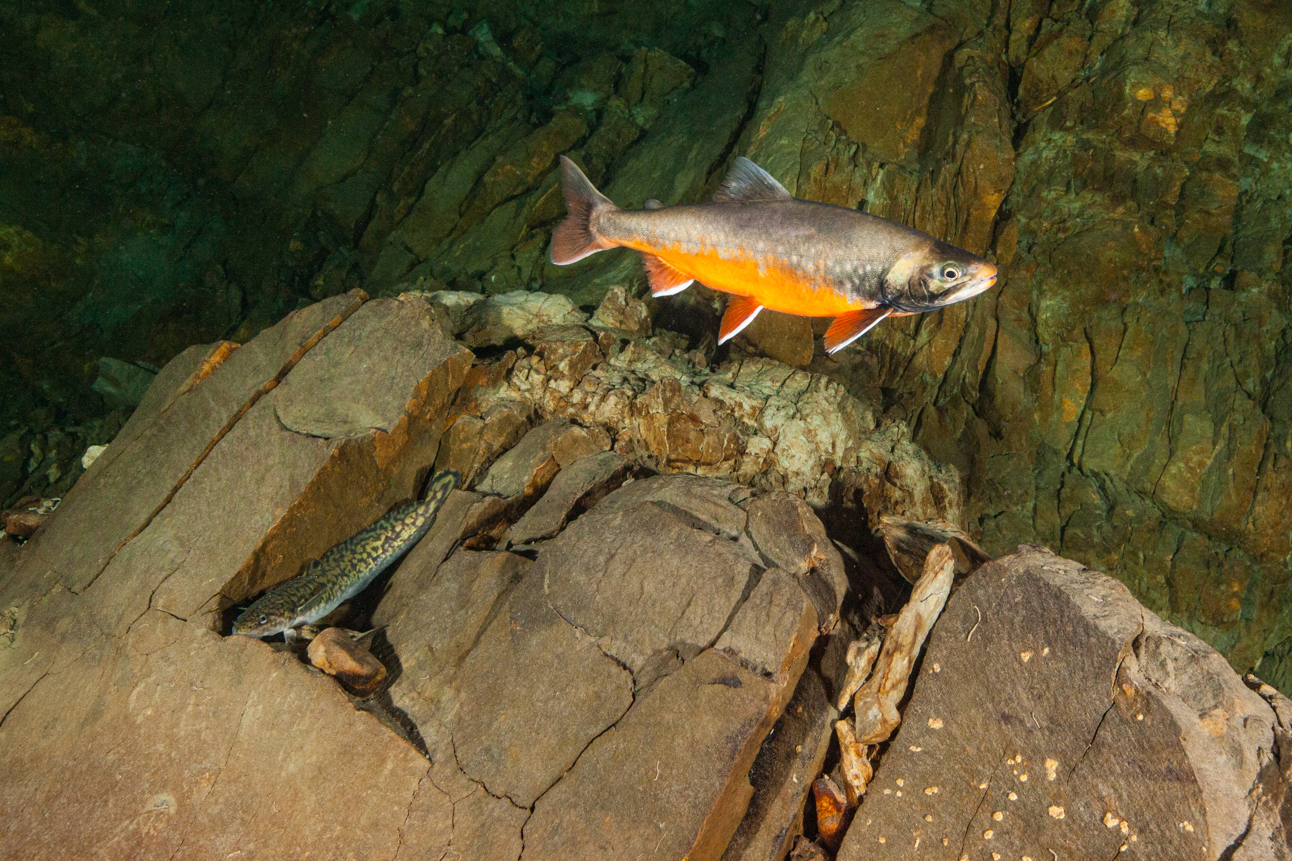 Foto Zugerrötel und Trüsche