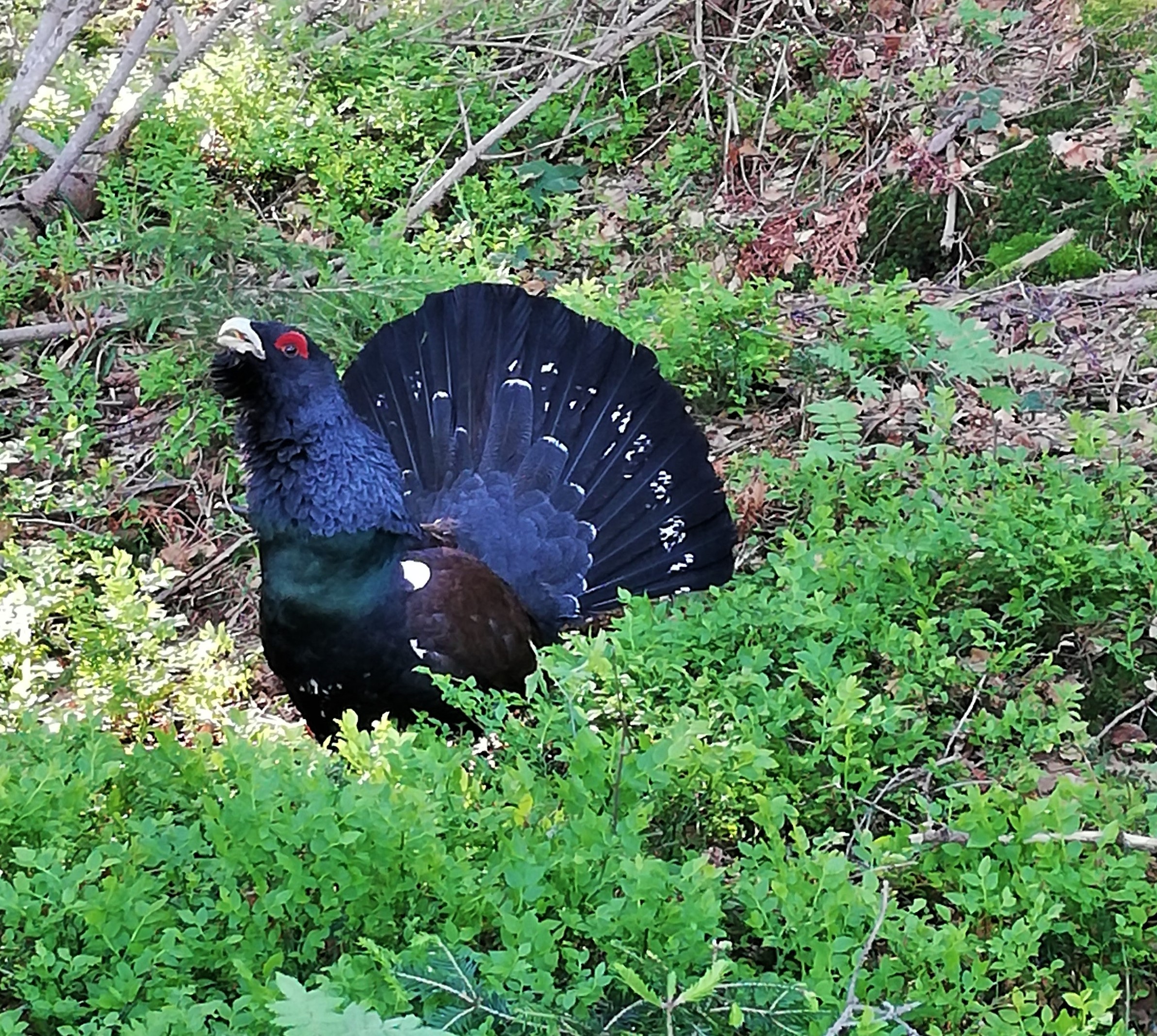 Auerhuhn auf dem Höhronen