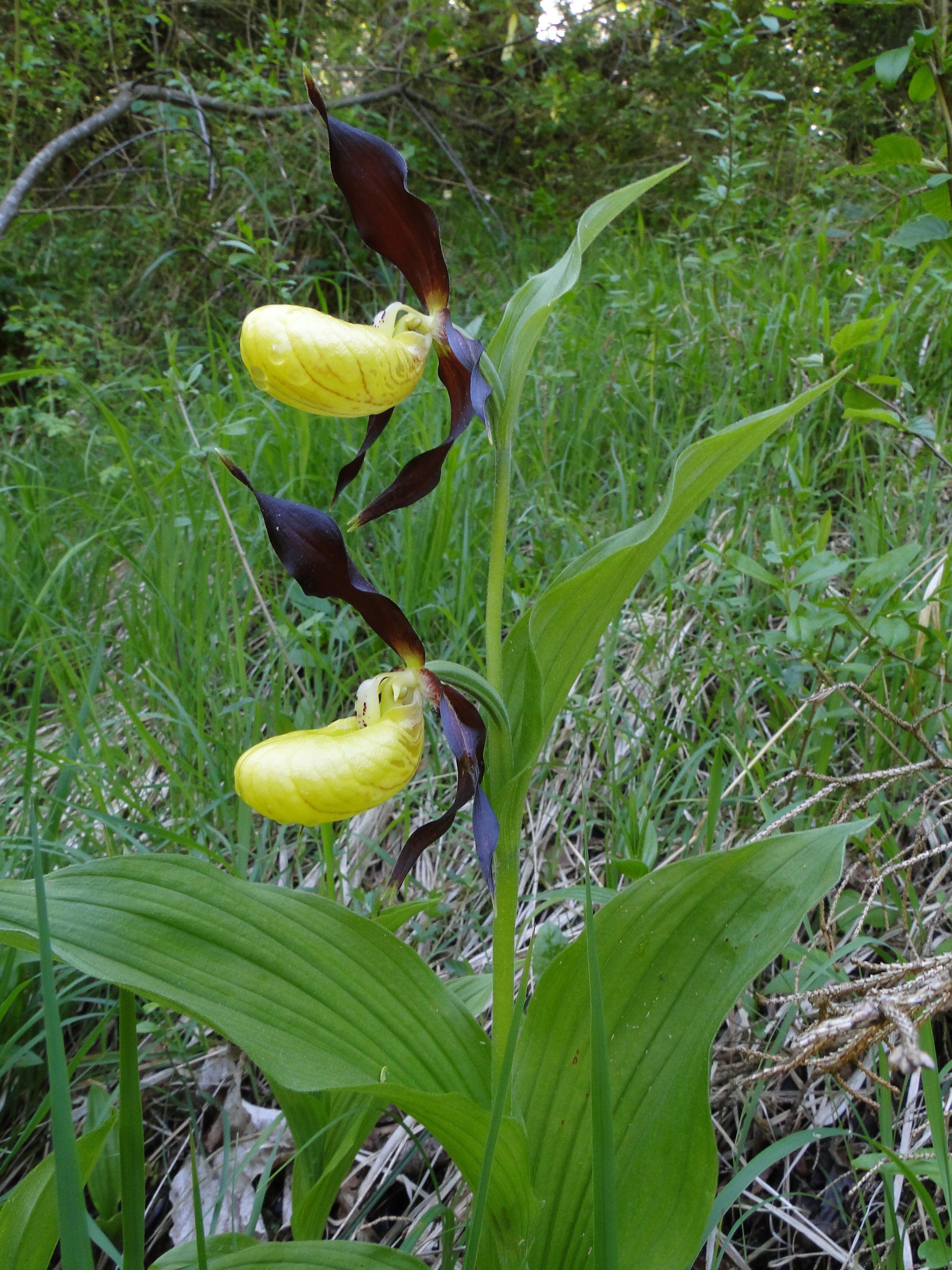 Frauenschuh, Hürital